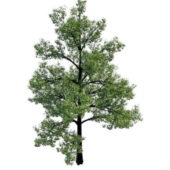 Swamp Chestnut Oak Tree