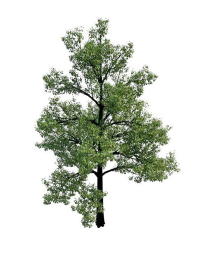 Swamp Chestnut Oak Tree