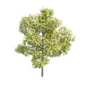 Nature Swamp White Oak Tree