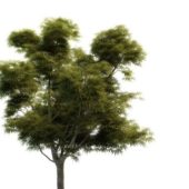 Green Sycamore Maple Tree