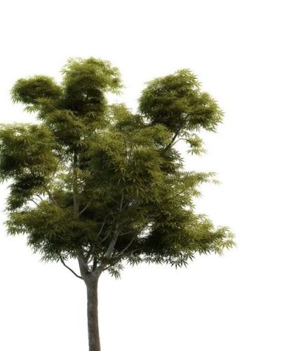 Green Sycamore Maple Tree
