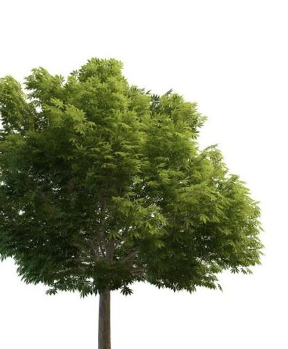 Green Sycamore Tree
