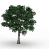 Green Sycamores Platanus Tree