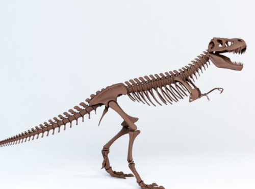 Animal T-rex Skeleton