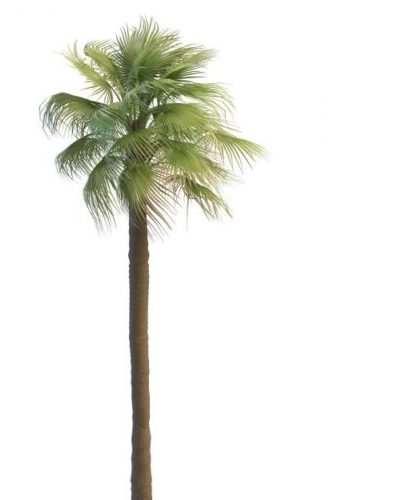 Green Tall Mexican Fan Palm Tree