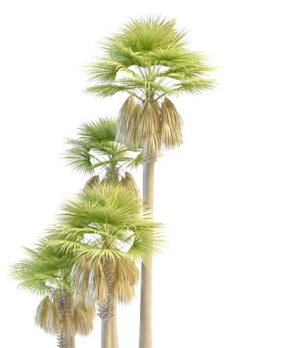 Tall Dwarf Palmyra Palm Tree Collection