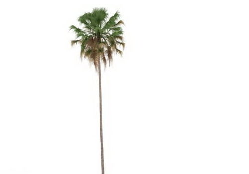Garden Tall Thin Palm Tree