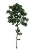Tall Birch Green Tree