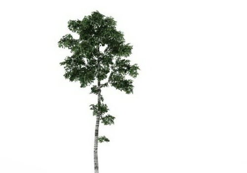 Tall Birch Green Tree
