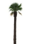 Nature Green Tall Fan Palm Tree