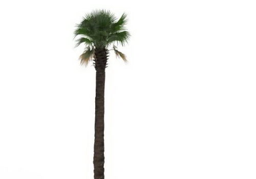 Nature Green Tall Fan Palm Tree