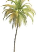 Island Tall Palm Tree