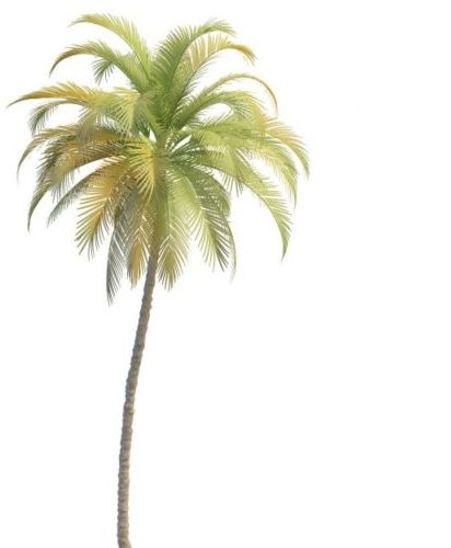 Island Tall Palm Tree