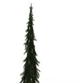 Tall Skinny Spruce Nature Tree