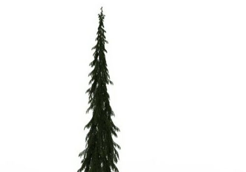 Tall Skinny Spruce Nature Tree