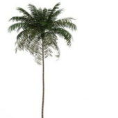 Tall Palm Tree