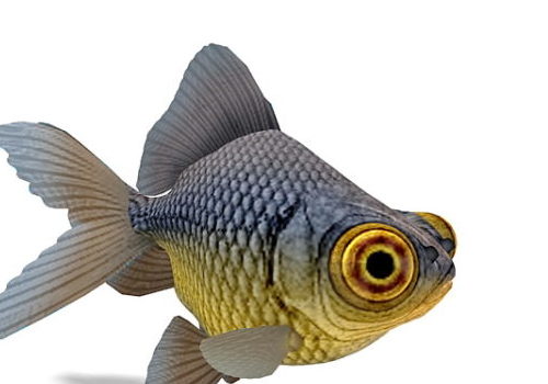 Telescope-eyed Goldfish Animals