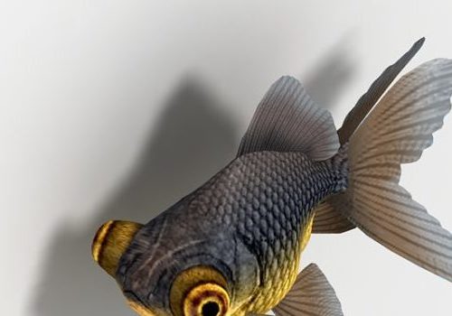 Telescope Goldfish Aquarium Fish Animals