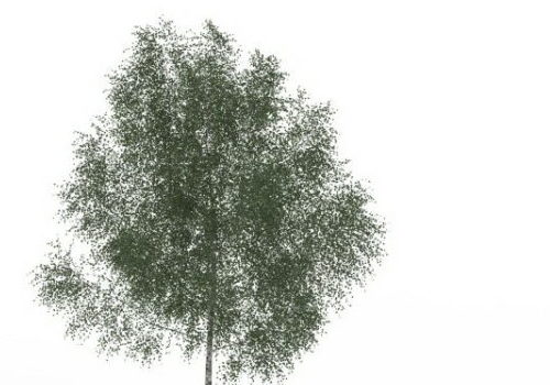 Green Texas Ash Tree