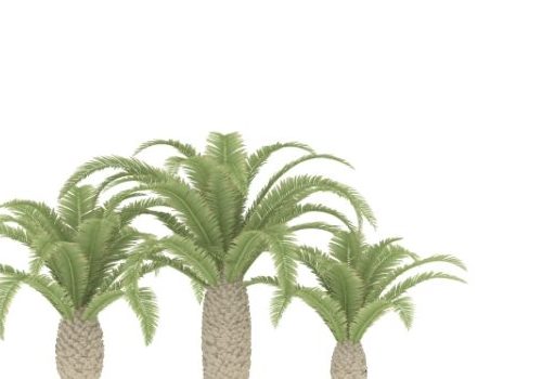 Texas Phoenix Palm Tree