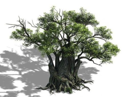 Thousand Year Tree