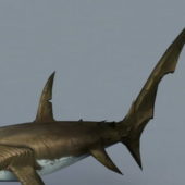 Thresher Shark Animal