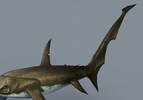 Thresher Shark Animal