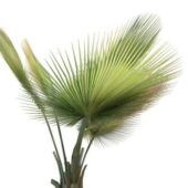 Thrinax Palm Tree