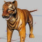 Asia Tiger Rigged