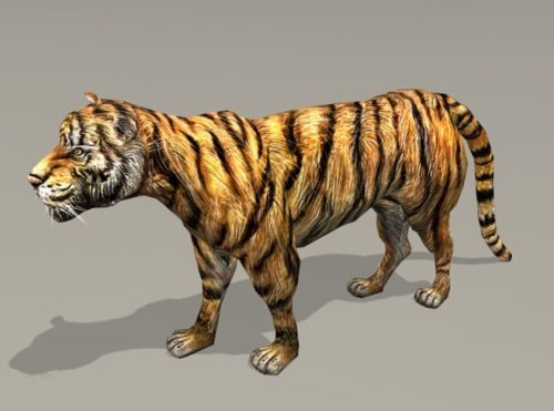 Animal Tiger With Rig