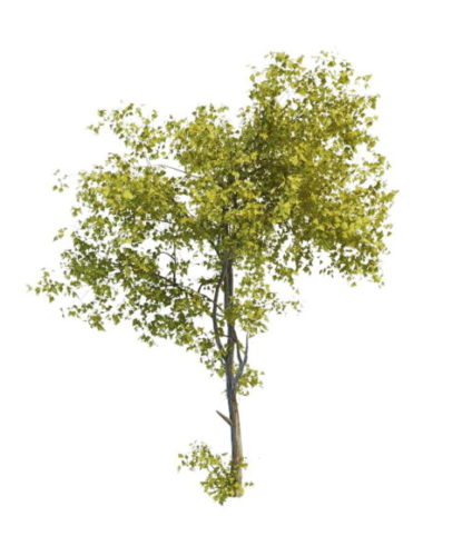 Tilia American Tree