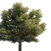 Green Tilia Heterophylla Tree