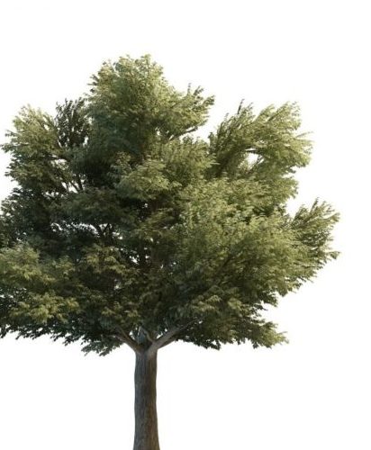 Green Tilia Heterophylla Tree