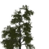 Nature Tilia Tomentosa Tree