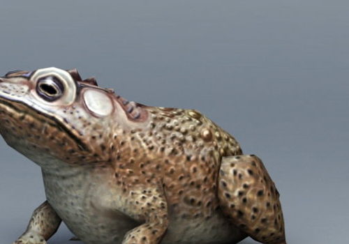 Toad Animal | Animals