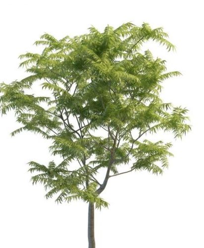 Green Toona Tree