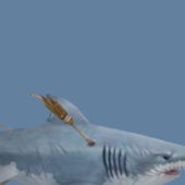 Toothless Shark Animal