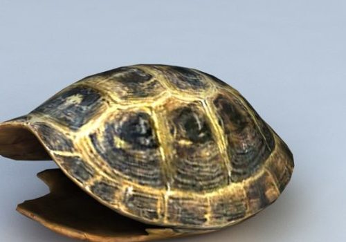 Tortoise Shell Wild Animal