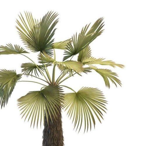 Trachycarpus Palm Green Tree