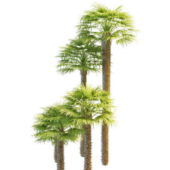 Nature Windmill Palms Trees