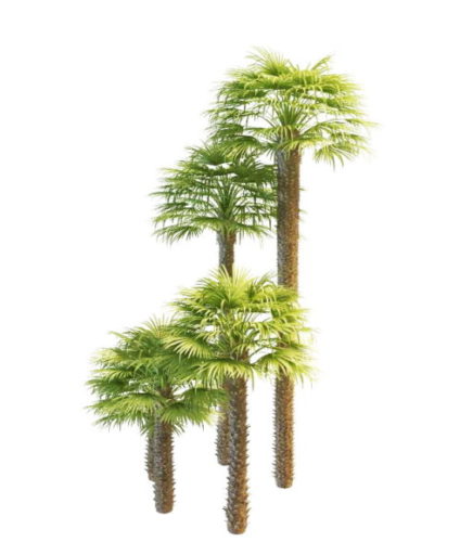 Nature Windmill Palms Trees