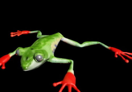 Tree Frog Animal