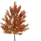 European Tree In Autumn