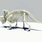 Animal Anatomy Triceratops Skeleton