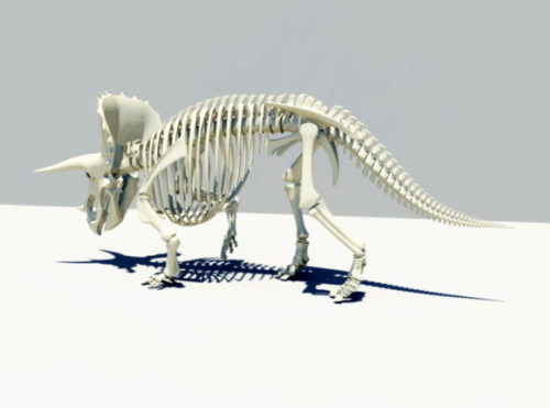 Animal Anatomy Triceratops Skeleton