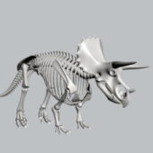 Animal Triceratops Skeleton