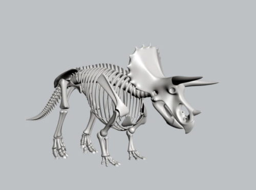 Animal Triceratops Skeleton