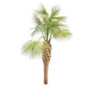 Trithrinax Acanthocoma Garden Palm Tree