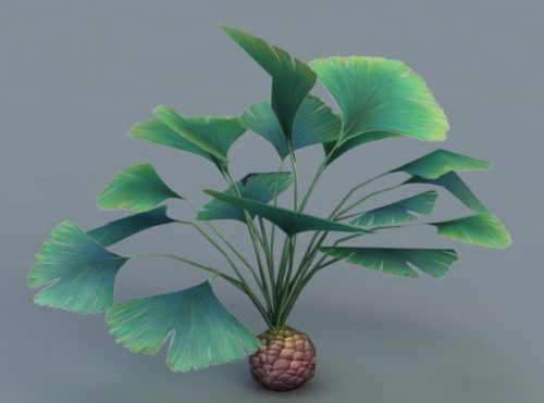 Nature Broad Leaf Plant
