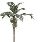 Nature Green Tropical Palm Tree